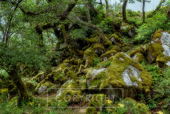 Mossy Wood Donegal