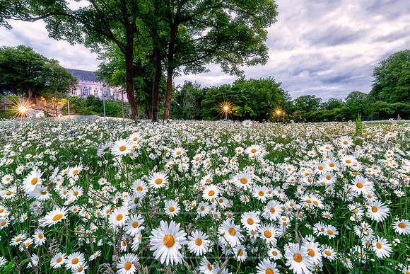 Field Of Daisies UCC