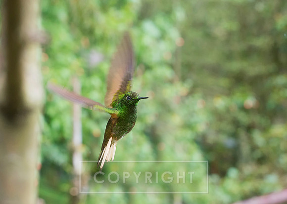 Humming Birds Colombia