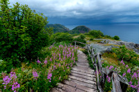 Newfoundland (3 of 5)
