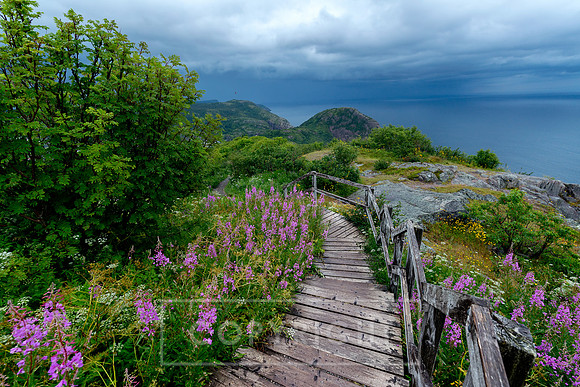 Newfoundland (3 of 5)