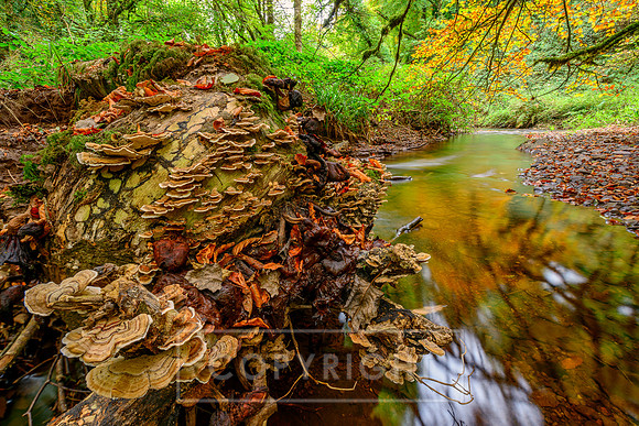 Mullinhassig Woods Cork