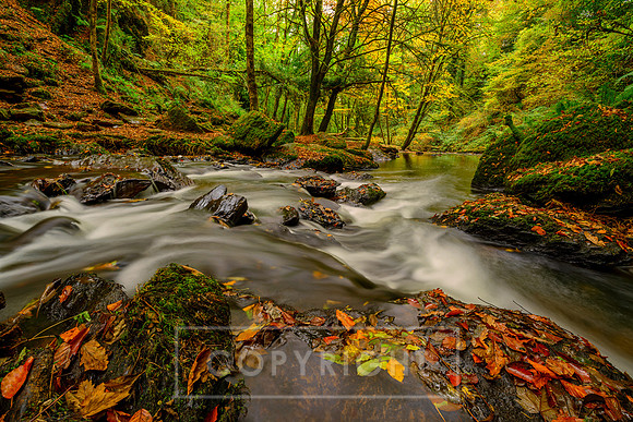 Mullinhassig Woods Cork