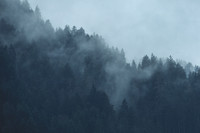 Austria_Soll Forrest 2