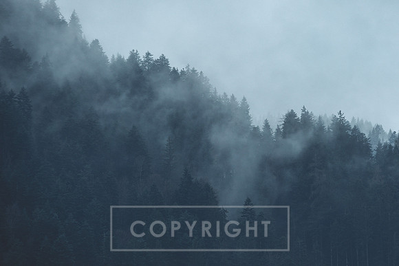 Austria_Soll Forrest 2