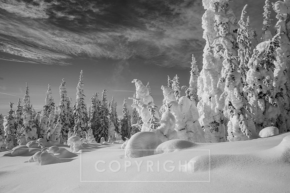 Snow Covered Trees Canada