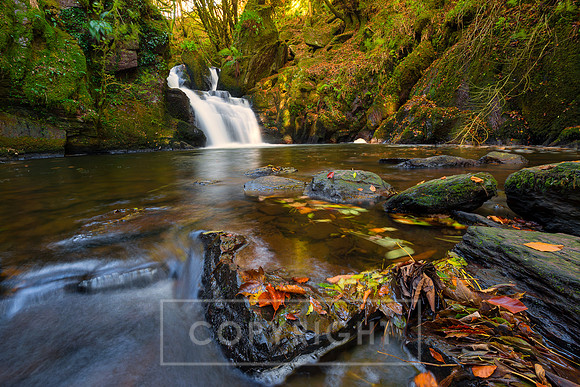 Mullinhassig Woods Cork