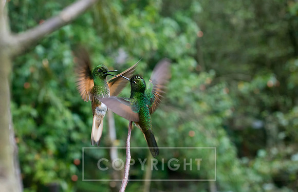 Humming Birds Colombia
