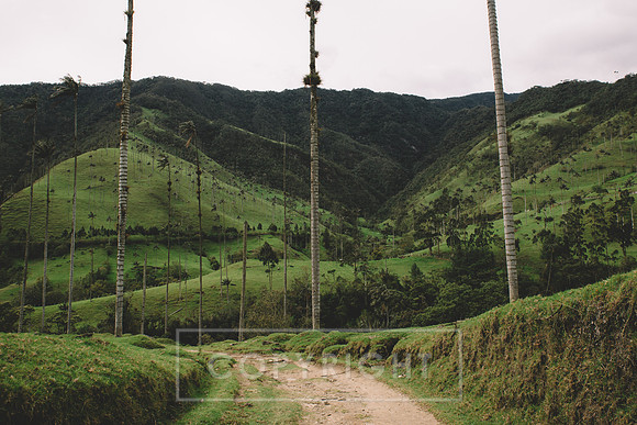 Cocora Valley, Salento Colombia