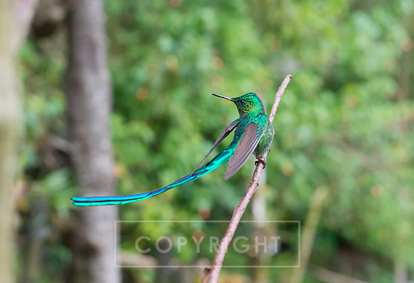 Humming Birds Colombia