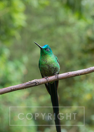 Humming Birds Colombia