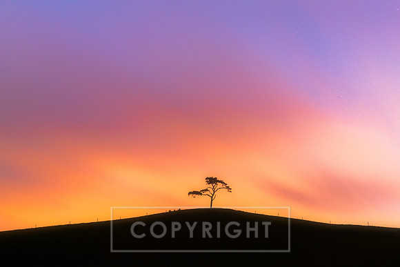 The Lone Tree Oysterhaven