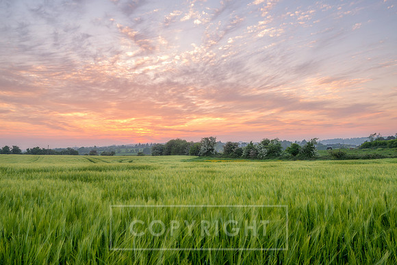 Wheat Field Sunset in Cork