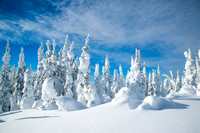 Snow Trees Canada