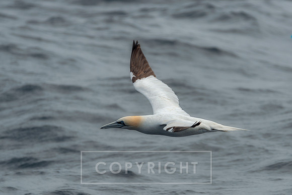 The Gannet of Little Skellig