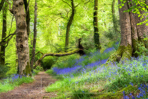 Courtmacsherry Bluebells