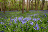 BlueBell Forest-2