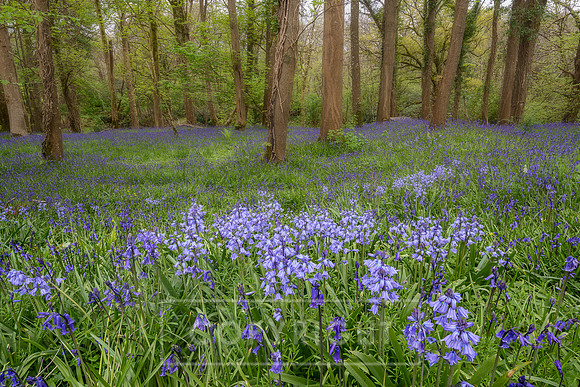 BlueBell Forest-2