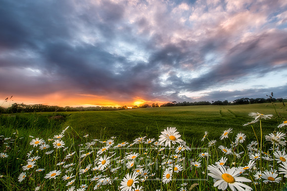 Daisy Sunset