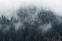 Austria_Soll Forrest 1