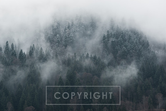 Austria_Soll Forrest 1