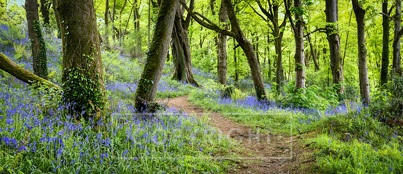 Panoramic Courtmacsherry Bluebells